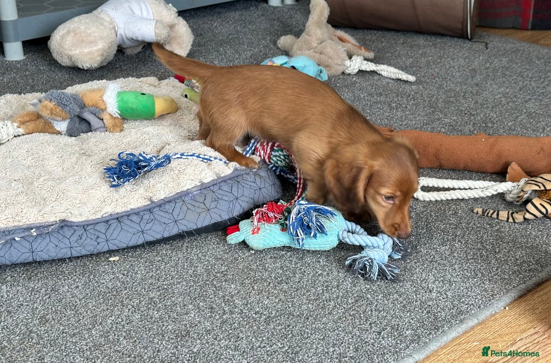 Miniature Dachshund dogs for sale: 1 handsome boy available  in Ely - Image 2