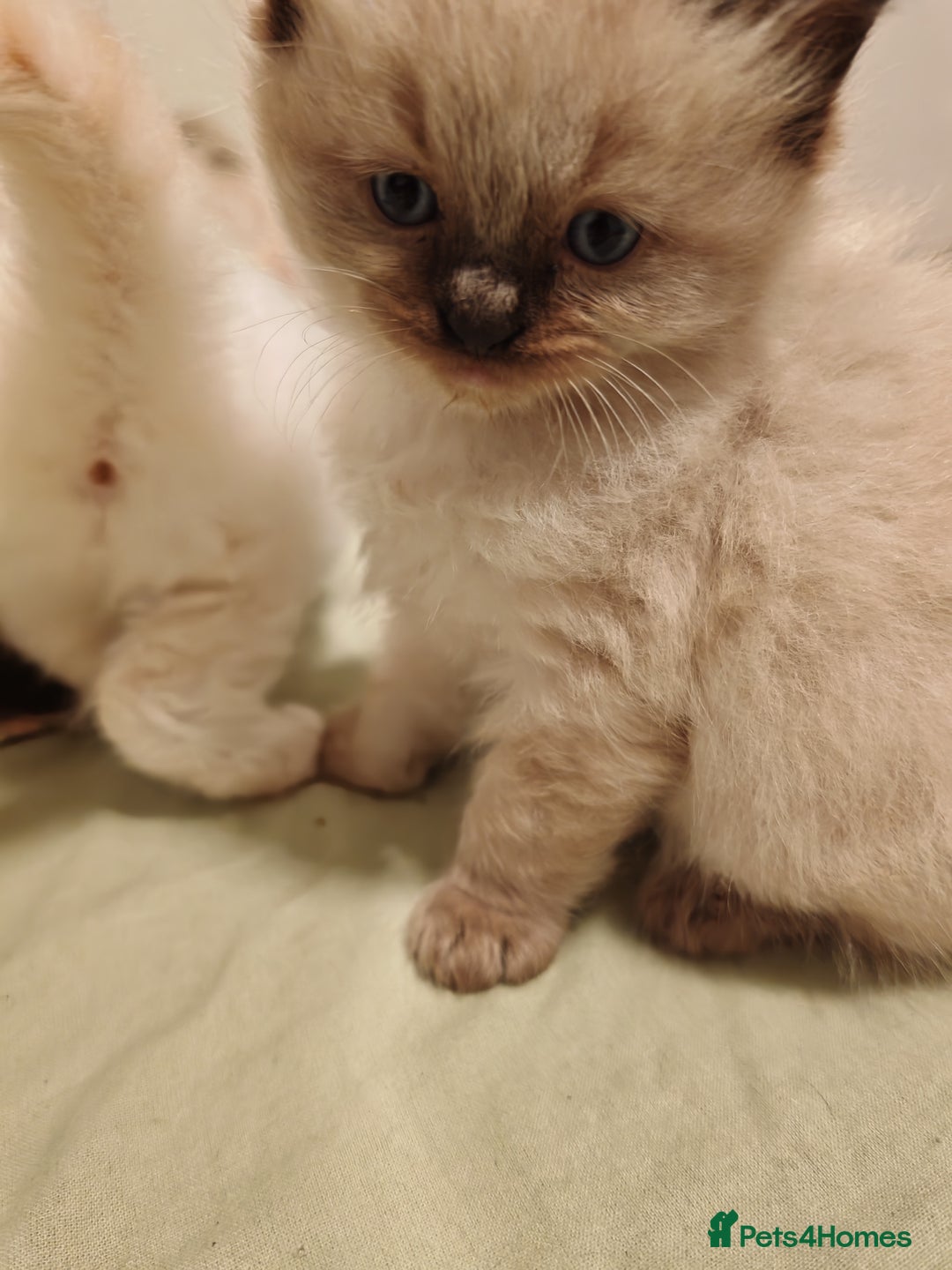 Ragdoll cats for sale: Beautiful Kittens for Sale - Advert 3