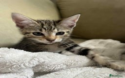 Domestic Shorthair cats for sale: 2 beautiful male kittens - Image 2