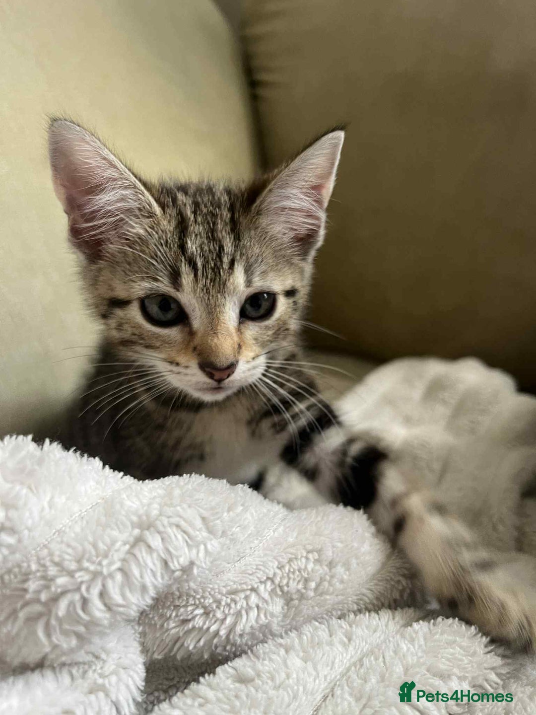 Domestic Shorthair cats for sale: 2 beautiful male kittens - Image 2