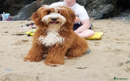 Australian Labradoodle dogs for sale: Miniature Australian labradoodle pups 100% Pure  - Image 16