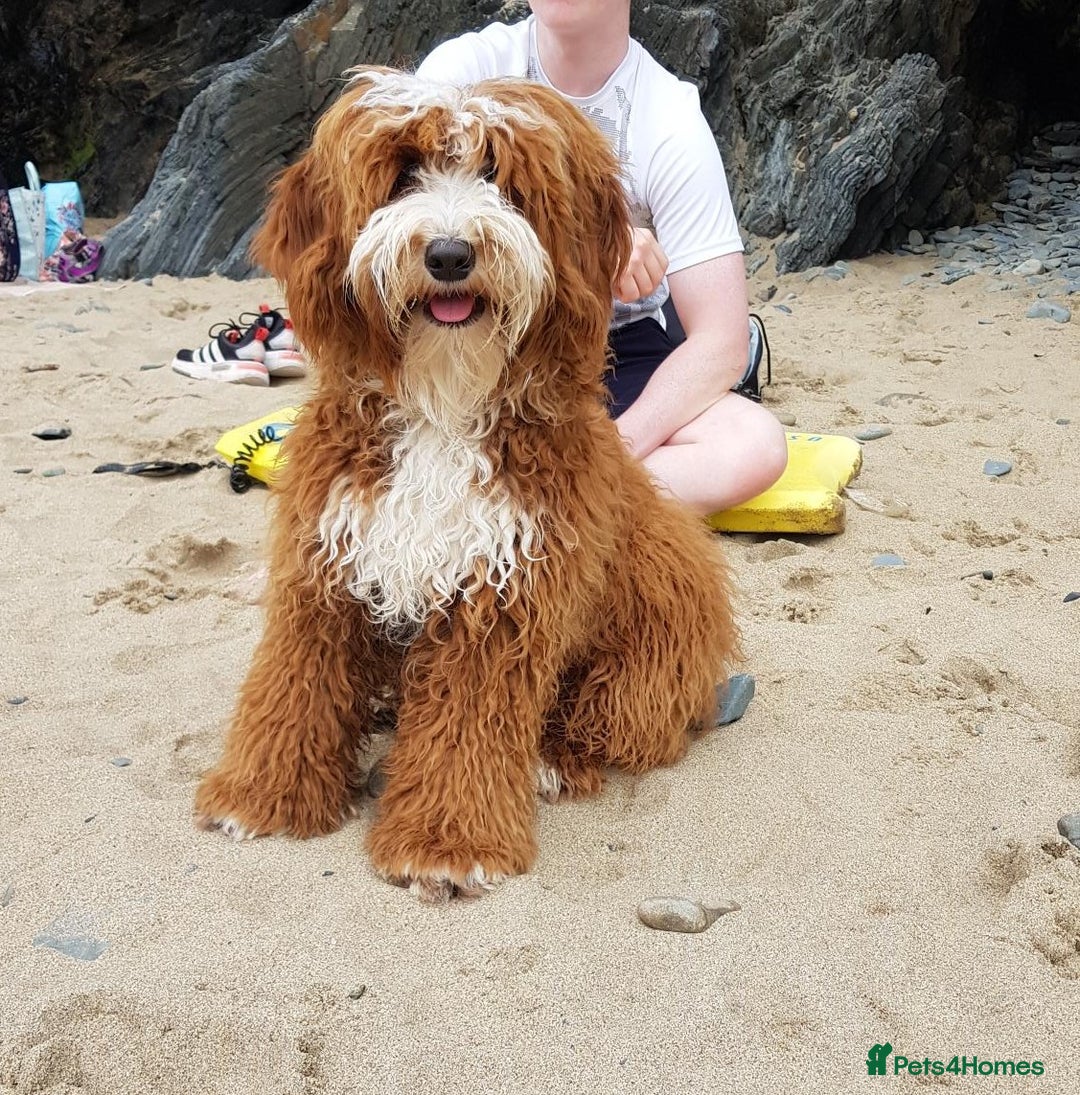 Australian Labradoodle dogs for sale: Miniature Australian labradoodle pups 100% Pure  - Image 16
