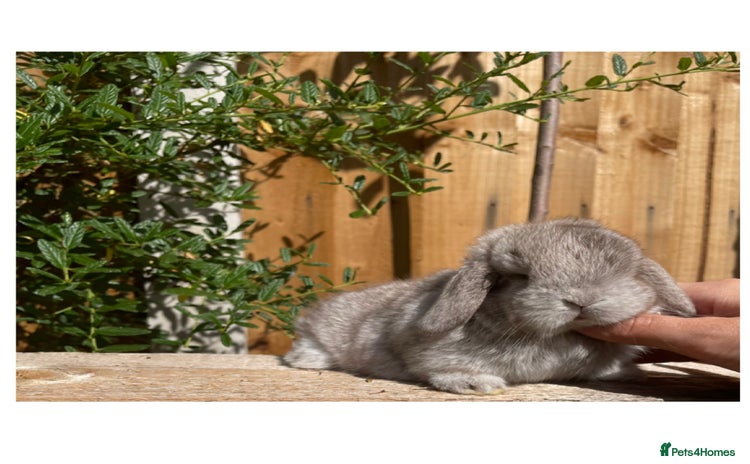 Mini Lop rabbits - Advert 15