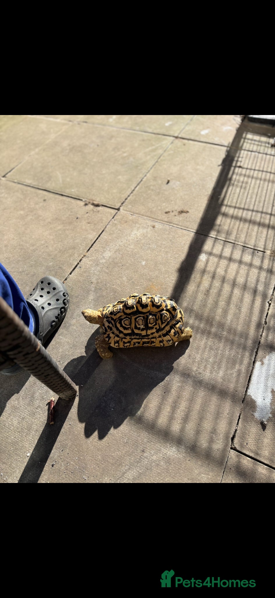 Tortoise reptiles Male leopard tortoise - Advert 2