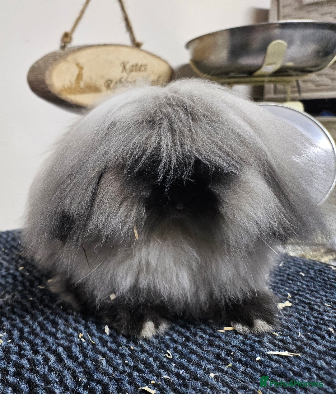 Mini Lion Lop rabbits for sale: Double mane mini lionlops boys - Image 2
