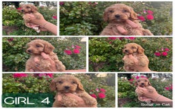 Cockapoo dogs for sale: Only 4 girls left, health checked, ready to go.  - Image 16