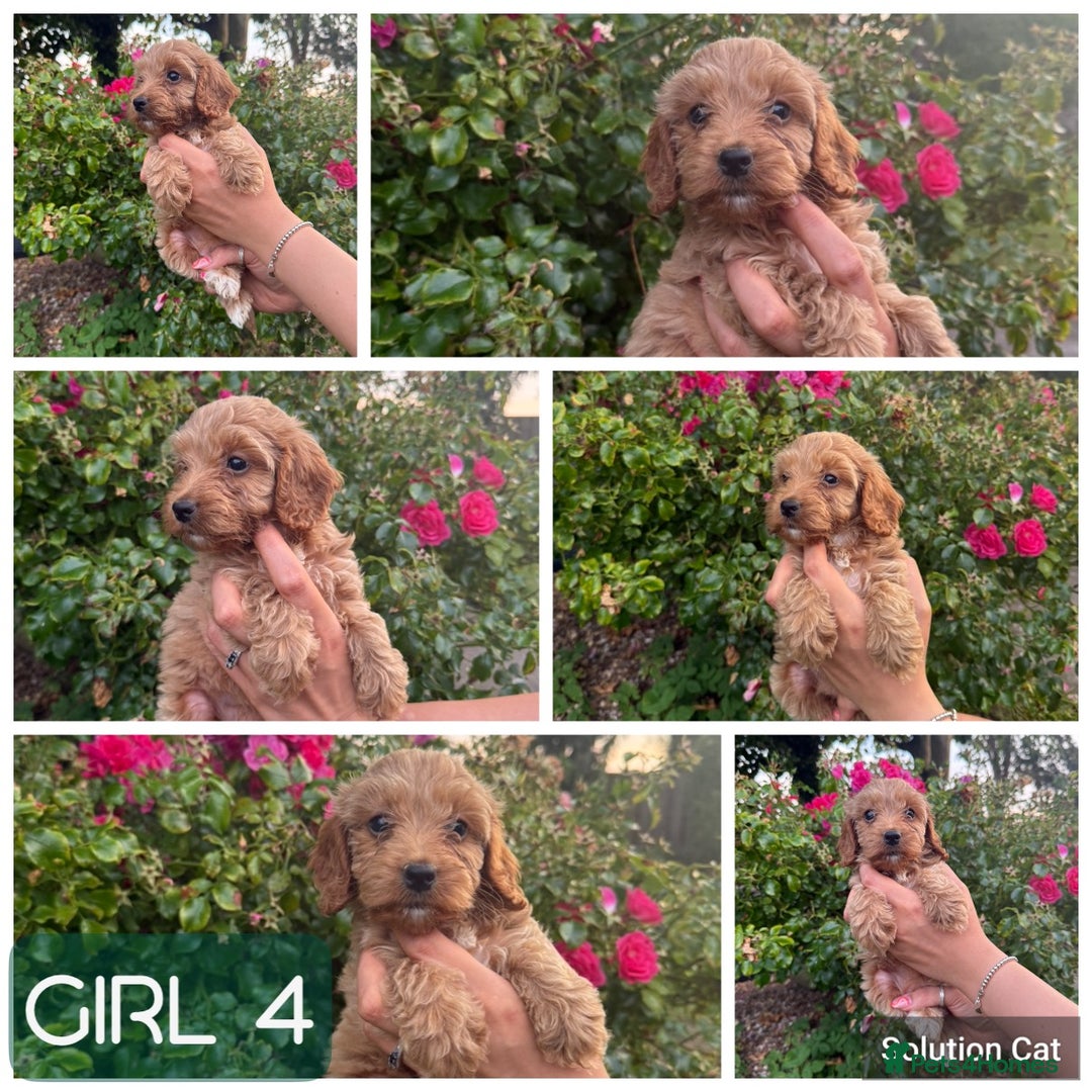 Cockapoo dogs for sale: Only 4 girls left, health checked, ready to go.  - Image 16