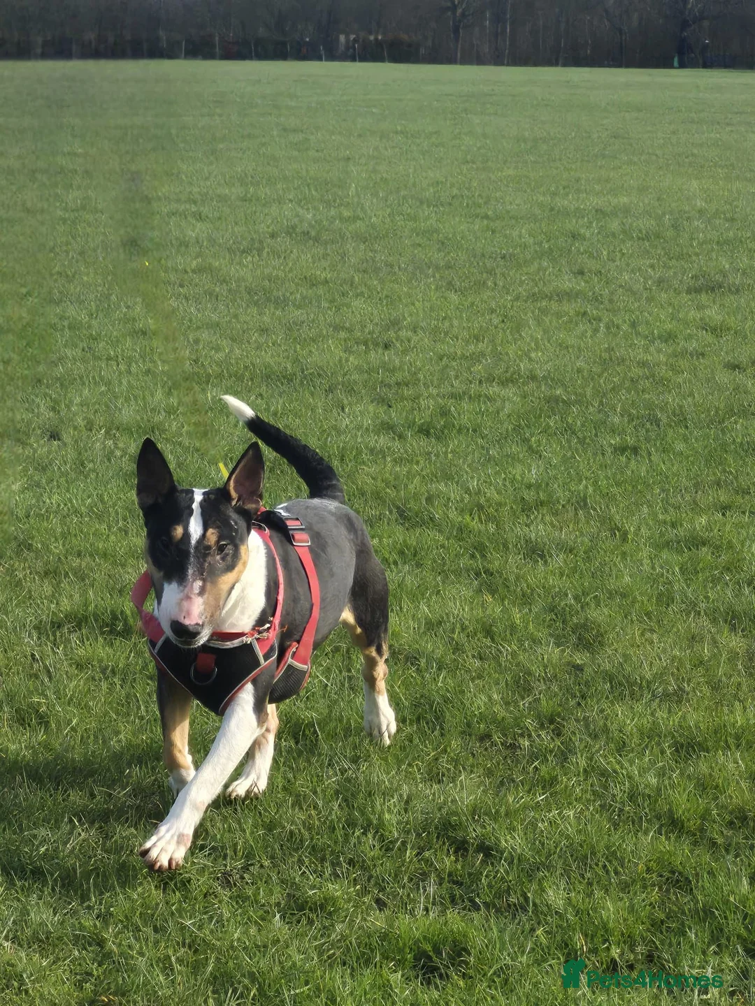 English Bull Terrier dogs for sale: KC Registered female English bull terrier  in Loughborough - Advert 5