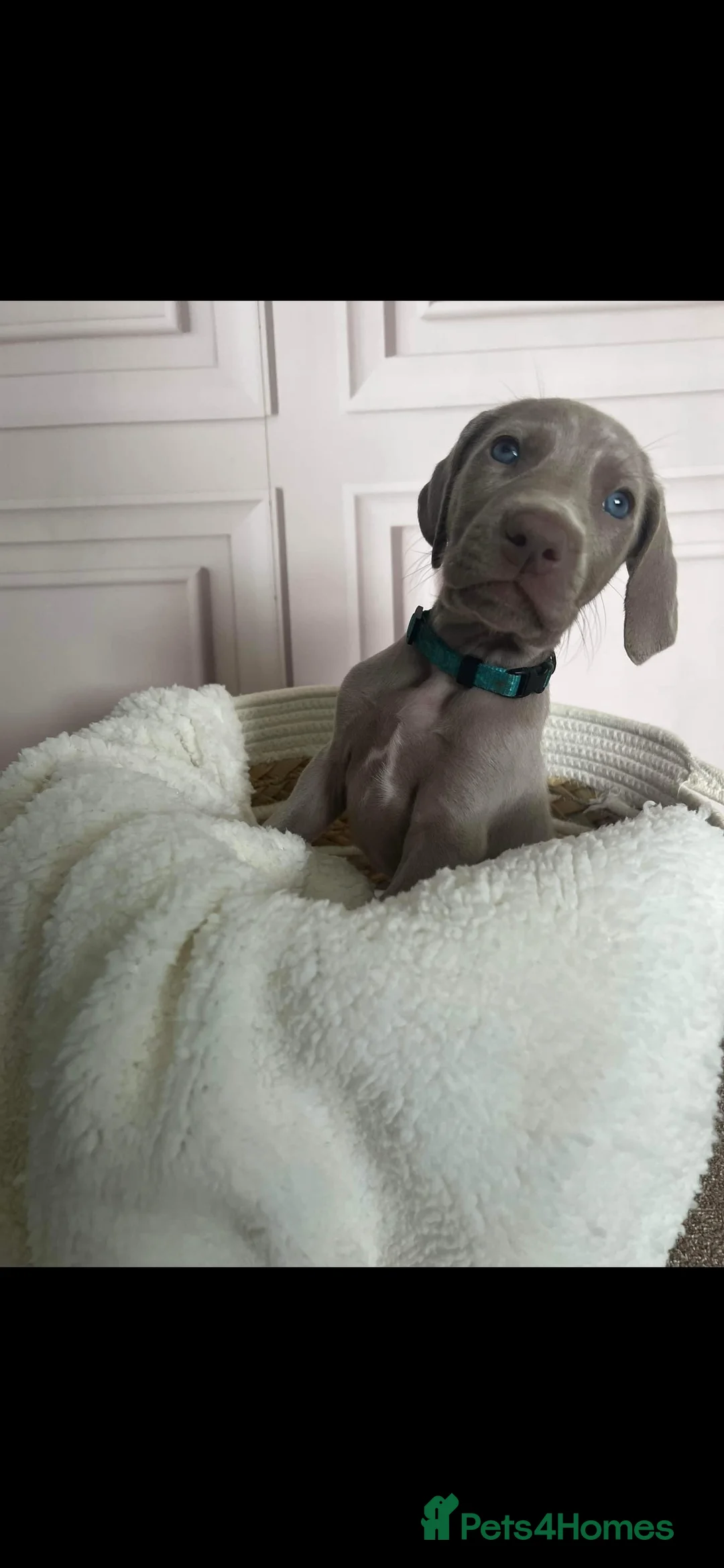 Weimaraner dogs for stud: Weimaraner for STUD  - Advert 15
