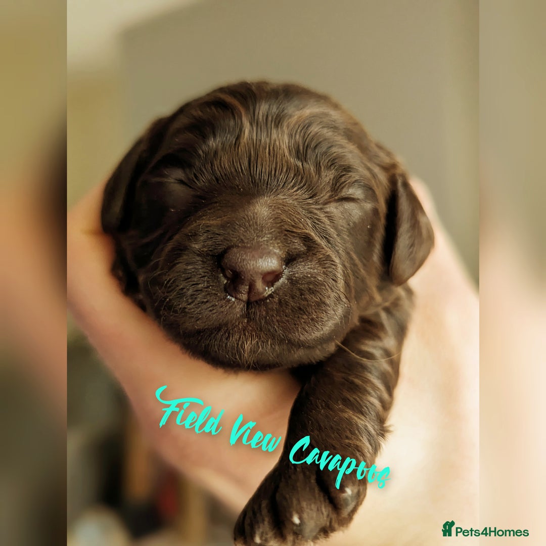 Cavalier King Charles Spaniel dogs for stud: 1st KC Registered Chocolate Cavalier Stud In UK!!  in Sutton Coldfield - Advert 13