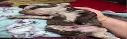 Cockapoo dogs for sale: Multigen Chocolate Merle Cockapoo Puppies - Advert 9