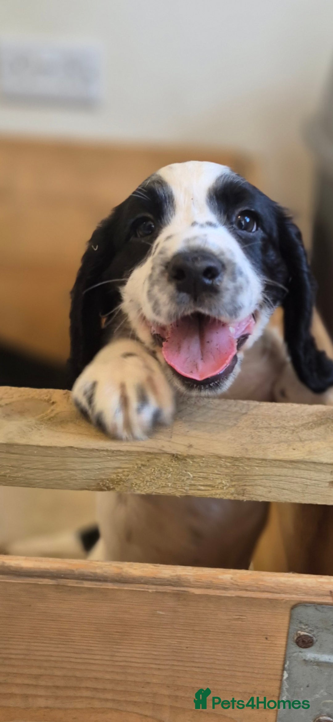 Cocker Spaniel dogs for sale: 3 stunning boys  - Image 3