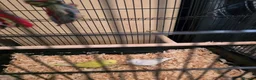 Budgerigars birds for sale: Pair of beautiful baby budgies + cage - Advert 4