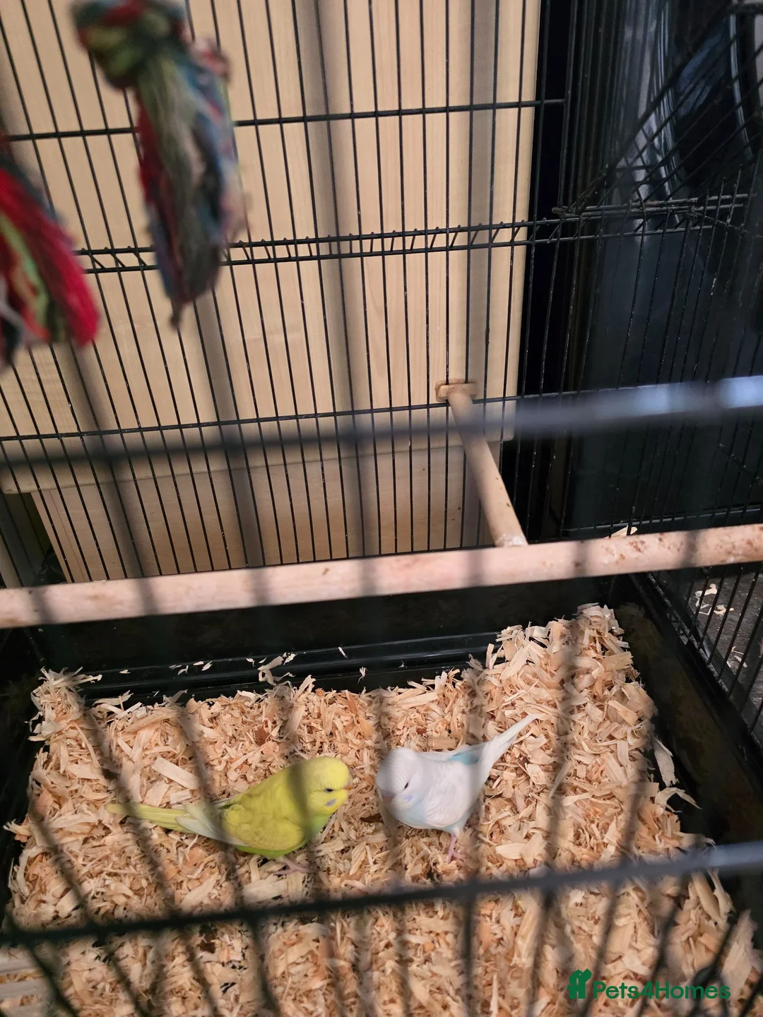 Budgerigars birds for sale: Pair of beautiful baby budgies + cage - Advert 4