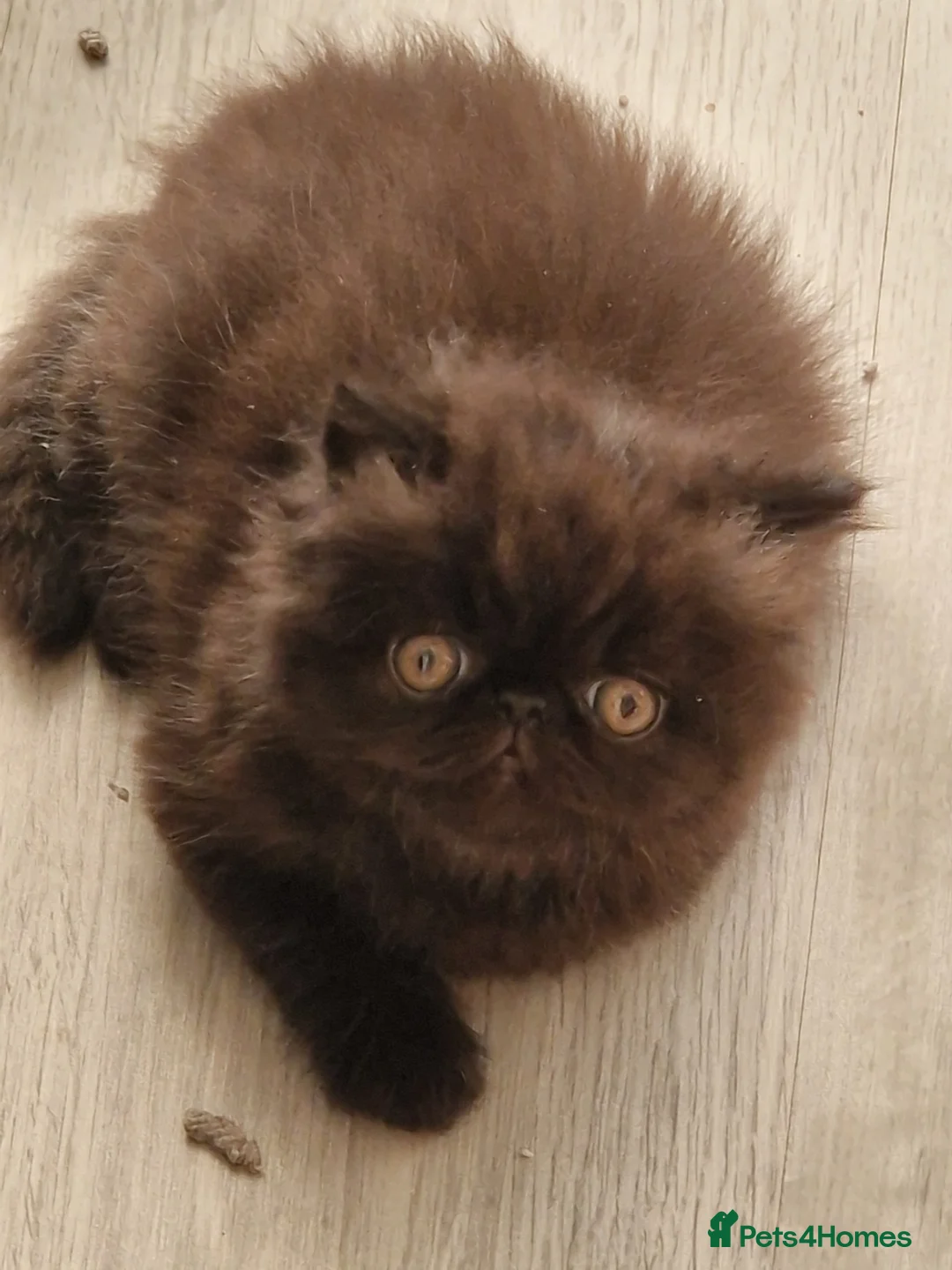 Persian cats for sale: GCCF Registered Black male persian  - Advert 2