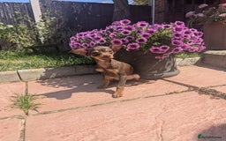 Mixed Breed dogs for sale: Hurry up - Only boy left - Image 4