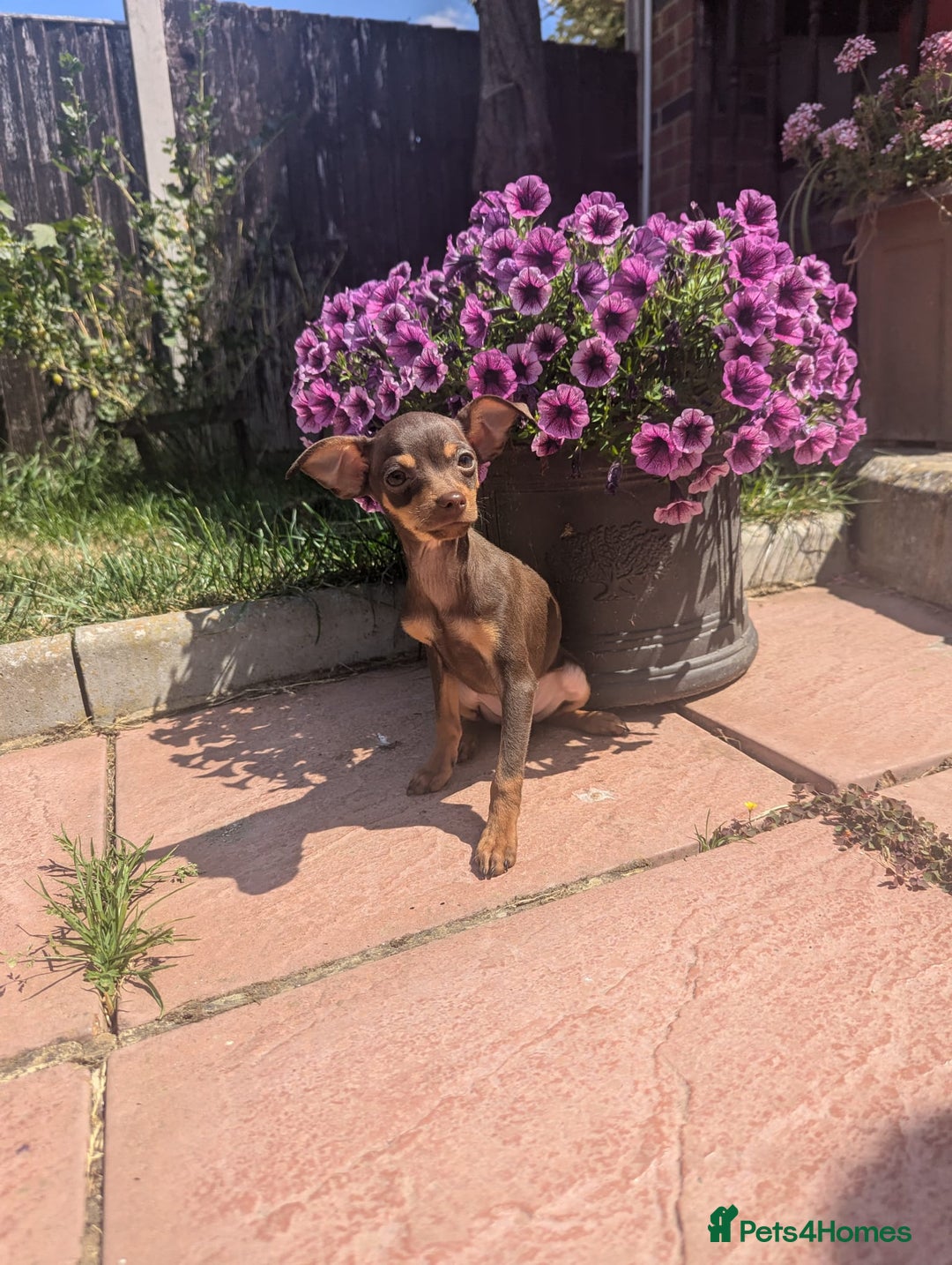 Mixed Breed dogs for sale: Hurry up - Only boy left - Image 4