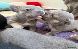 French Bulldog dogs for sale: Gorgeous French bulldog puppies READY MONDAY!!  - Image 1