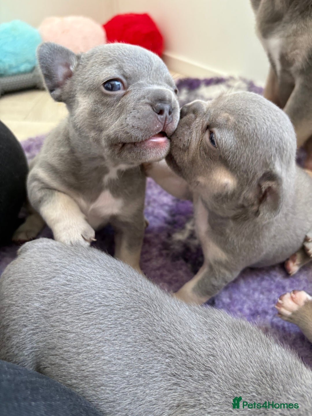 French Bulldog dogs for sale: Gorgeous French bulldog puppies READY MONDAY!!  - Image 1