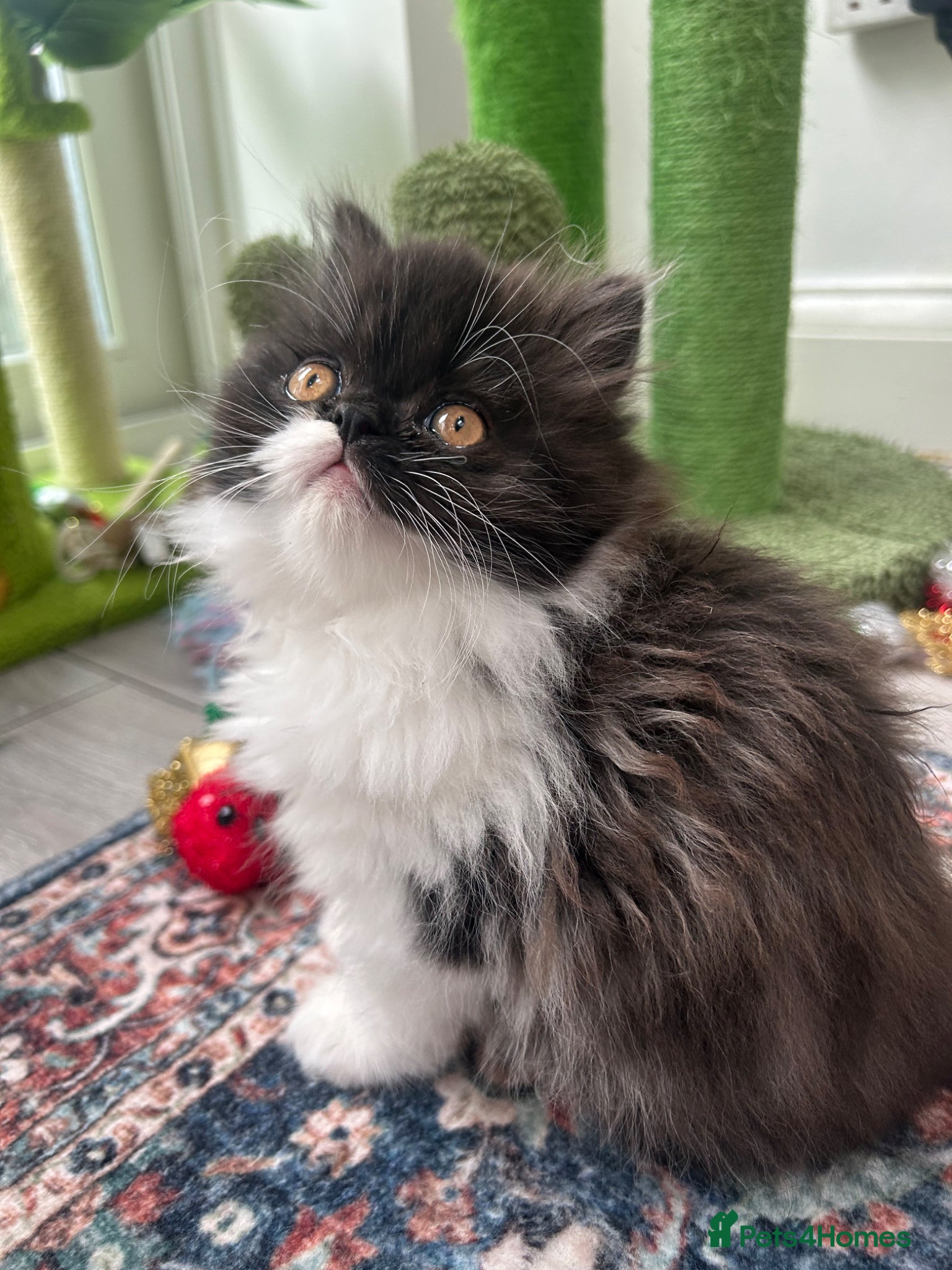 Persian cats Stunning Persian kitten for sale  - Advert 9