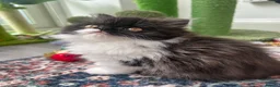 Persian cats for sale: Stunning Persian kitten for sale  in London - Advert 5