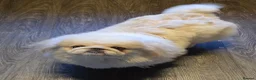 Pekingese dogs for sale: Lilac Fawn Parti Pekingese Puppy - Advert 9