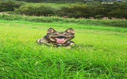 German Shepherd dogs for sale: German Shepherd pups Black&Sable..stunning litter! - Advert 1