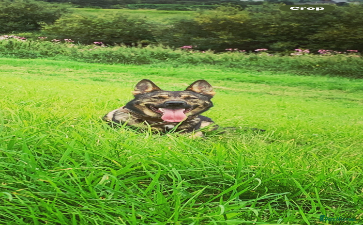 German Shepherd dogs German Shepherd pups Black&Sable..stunning litter! - Advert 2