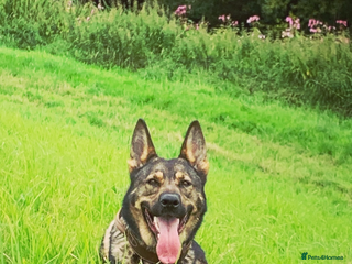 German Shepherd dogs German Shepherd pups Black&Sable..stunning litter! - Advert 1