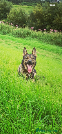 German Shepherd dogs German Shepherd pups Black&Sable..stunning litter! - Advert 2