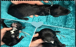 Cockapoo dogs for sale: Beautiful F2b Cockapoo Puppies 3M 3F available - Image 5
