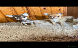Chihuahua dogs for sale: 💥Adorable puppies💥 - Image 3