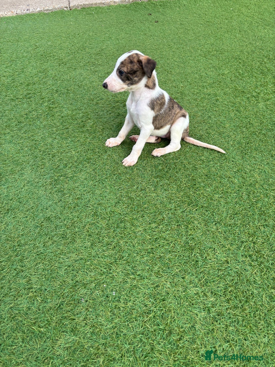 Lurcher dogs for sale: ‼️ collie greyhound puppies ‼️ - Image 4