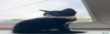 Tuxedo