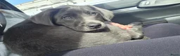 Labrador Retriever dogs for sale: Last pup of litter avalible - Advert 3