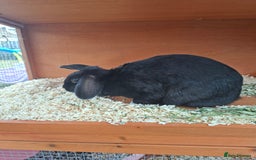 Dutch rabbits for sale: Holly the rabbit  - Image 2
