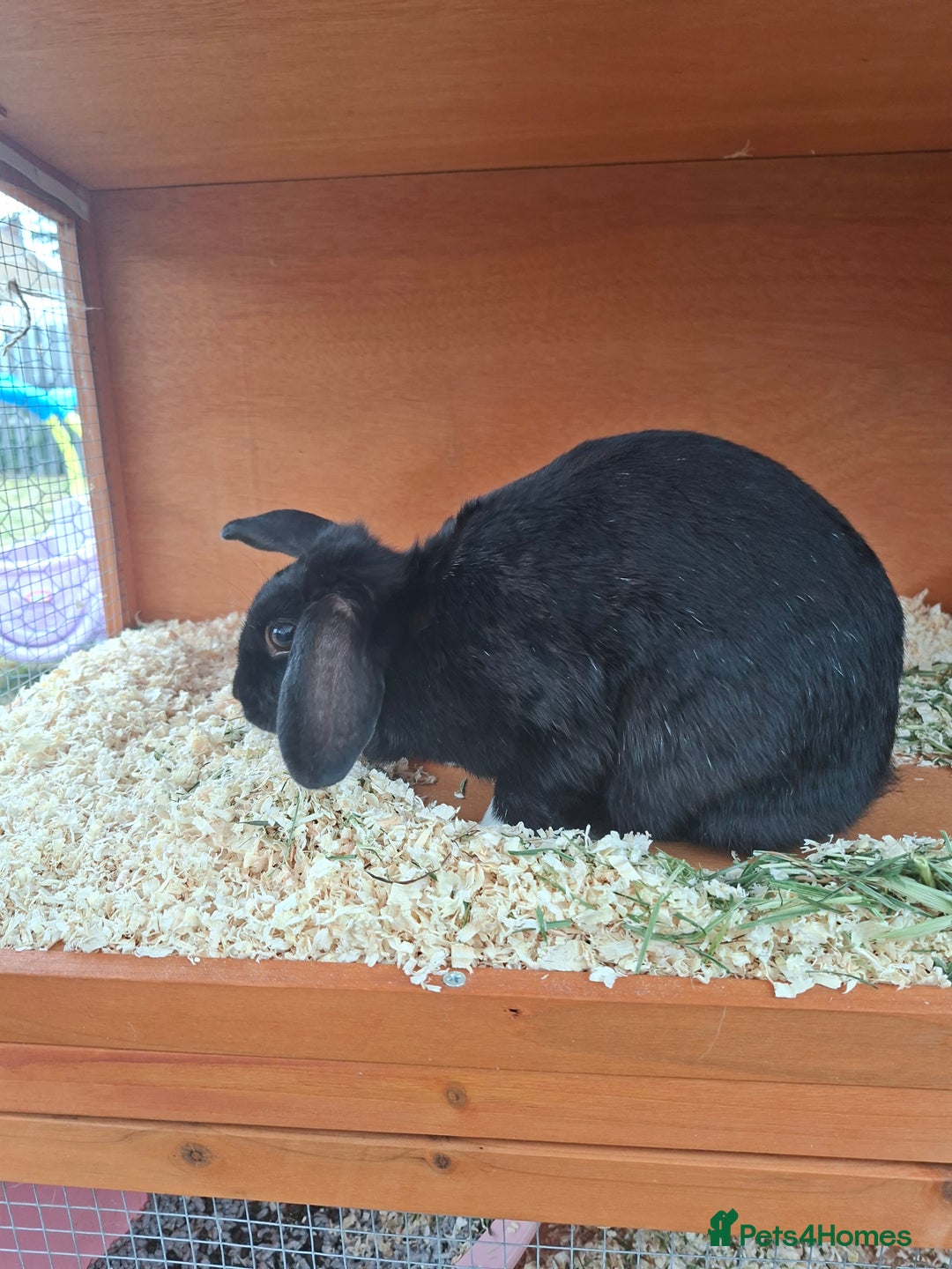 Dutch rabbits for sale: Holly the rabbit  - Image 2