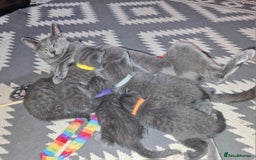 Russian Blue cats for sale: 5 stunning baby blues  - Image 1