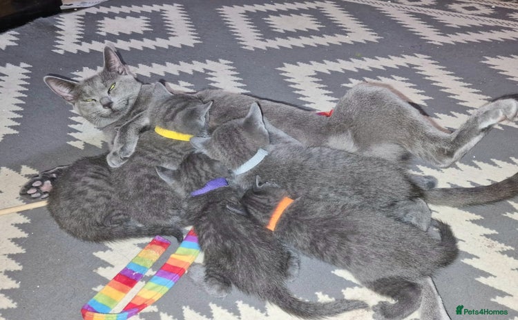 Russian Blue cats - Advert 1