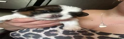 Shih Tzu dogs for sale: Beautiful shih tzu puppies 🥹🐾 - Advert 4