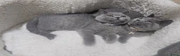 British Shorthair cats for sale: British shorthair kittens Male - Advert 5