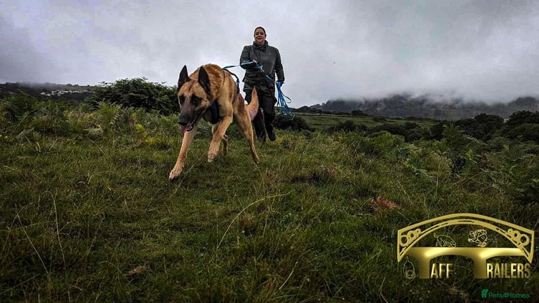 Belgian Shepherd Dog dogs for stud: BVA HEALTH TESTED, Proven, KC, BSD Malinois stud in Treorchy - Image 18
