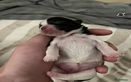 Shih Tzu dogs for sale: Shih Tzu puppy  - Image 2