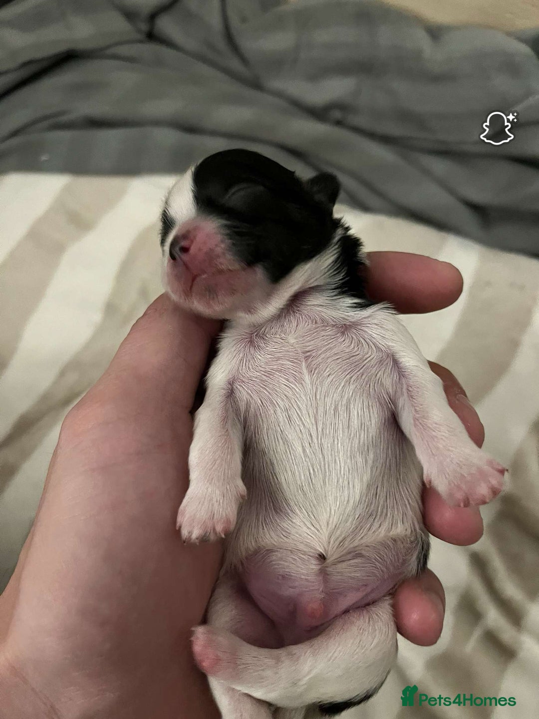 Shih Tzu dogs for sale: Shih Tzu puppy  - Image 2