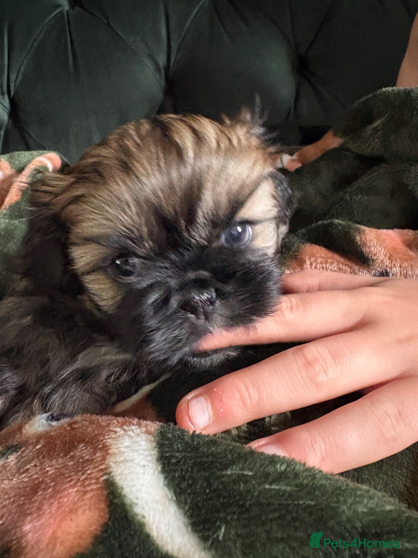 Mixed Breed dogs Shih Tzu x Pekingese Puppy - Advert 1