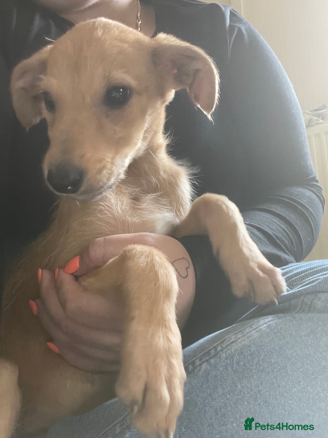 Mixed Breed dogs for sale: Rudy, 3 year old Saluki Greyhound - FREE  - Image 6