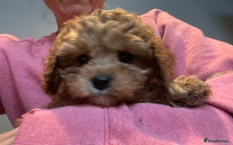 Cavapoo dogs for sale: Exceptional F1 Cavapoos. 5*  - Image 8