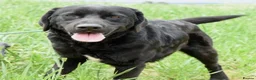 Mixed Breed dogs for adoption: Lonzo (Retriever mix) in Basingstoke - Advert 12
