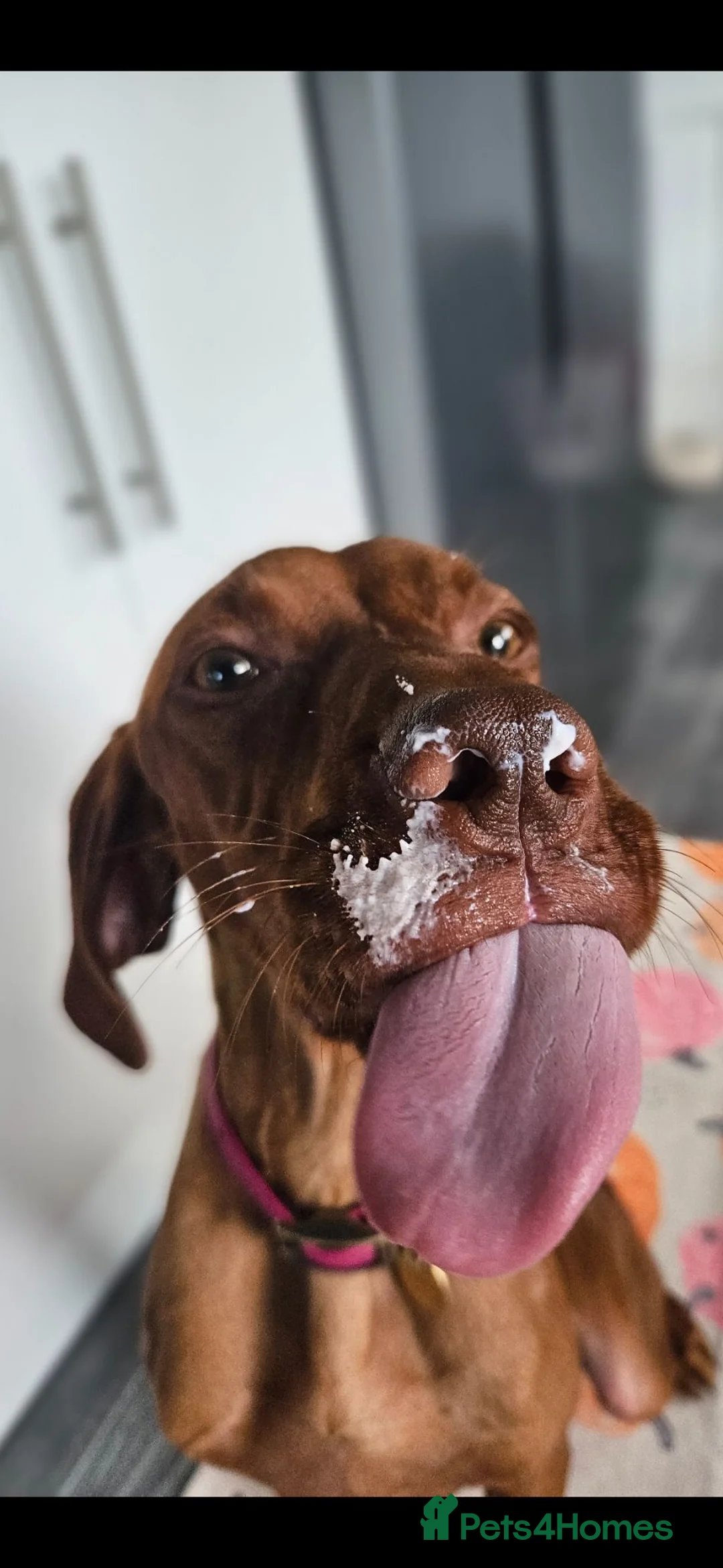 Hungarian Vizsla dogs for sale: Gorgeous Female Hungarian Vizsla - Advert 2