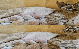 Devon Rex cats for sale: Meet Our Devon Rex Kittens One-of-a-Kind Litter! - Image 10